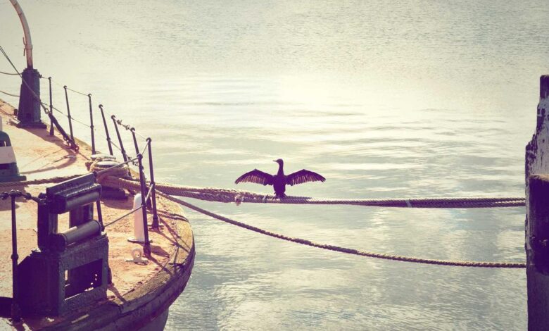 Indie puzzle platformer Dodo Duckie featured image