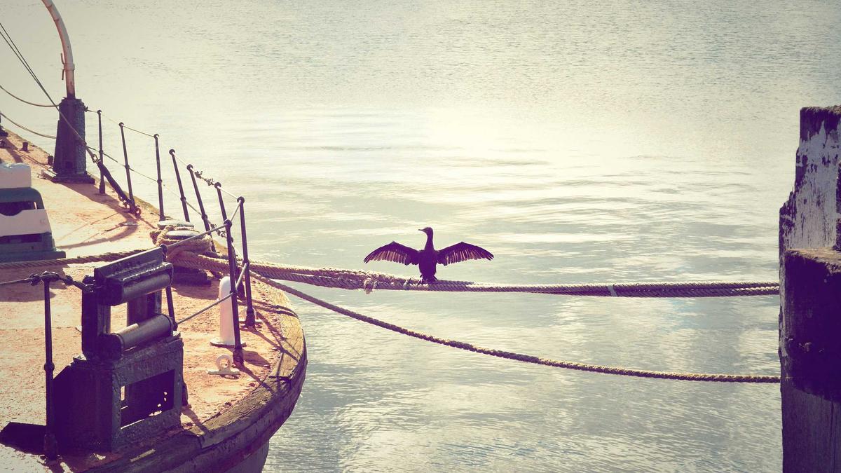 Dodo Duckie indie puzzle platformer featured image